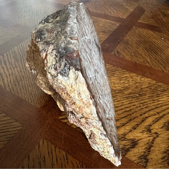 Rare Petrified Palm Root Fossil Stone California Home Decor Display Rock - Picture 5 of 15